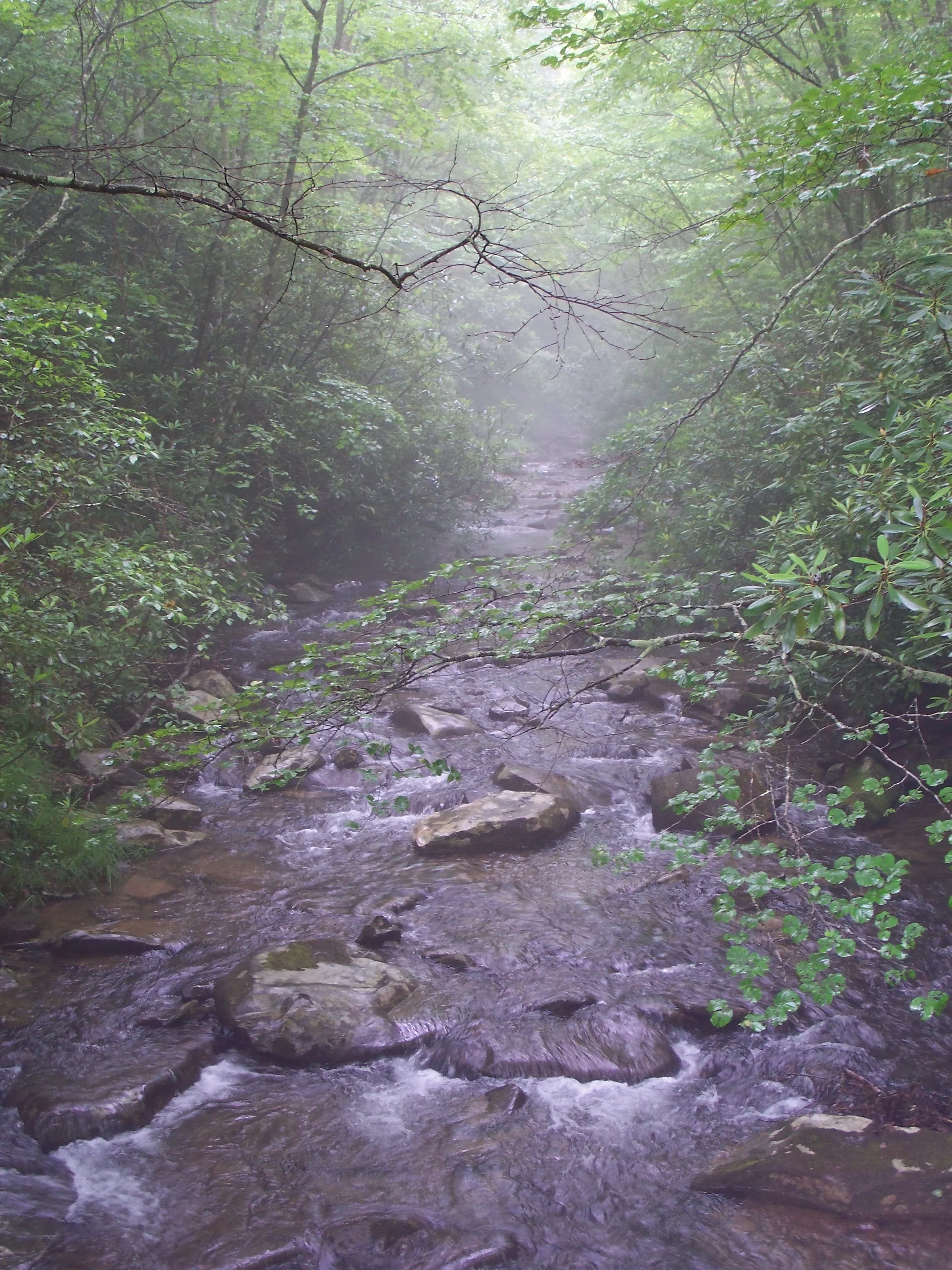 S4 Meadow Ck mist - By Doug Wood