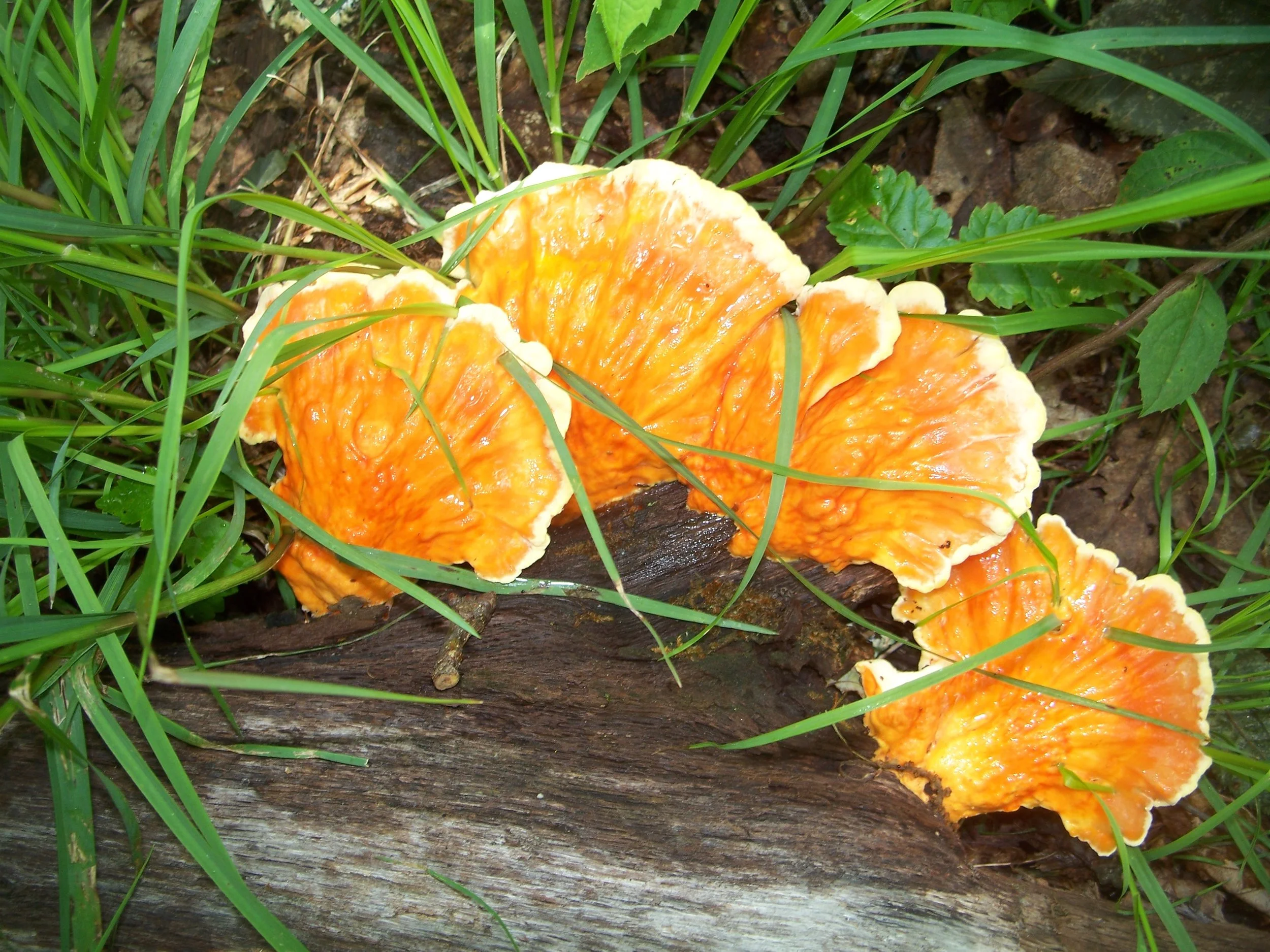 2010W5001.jpg