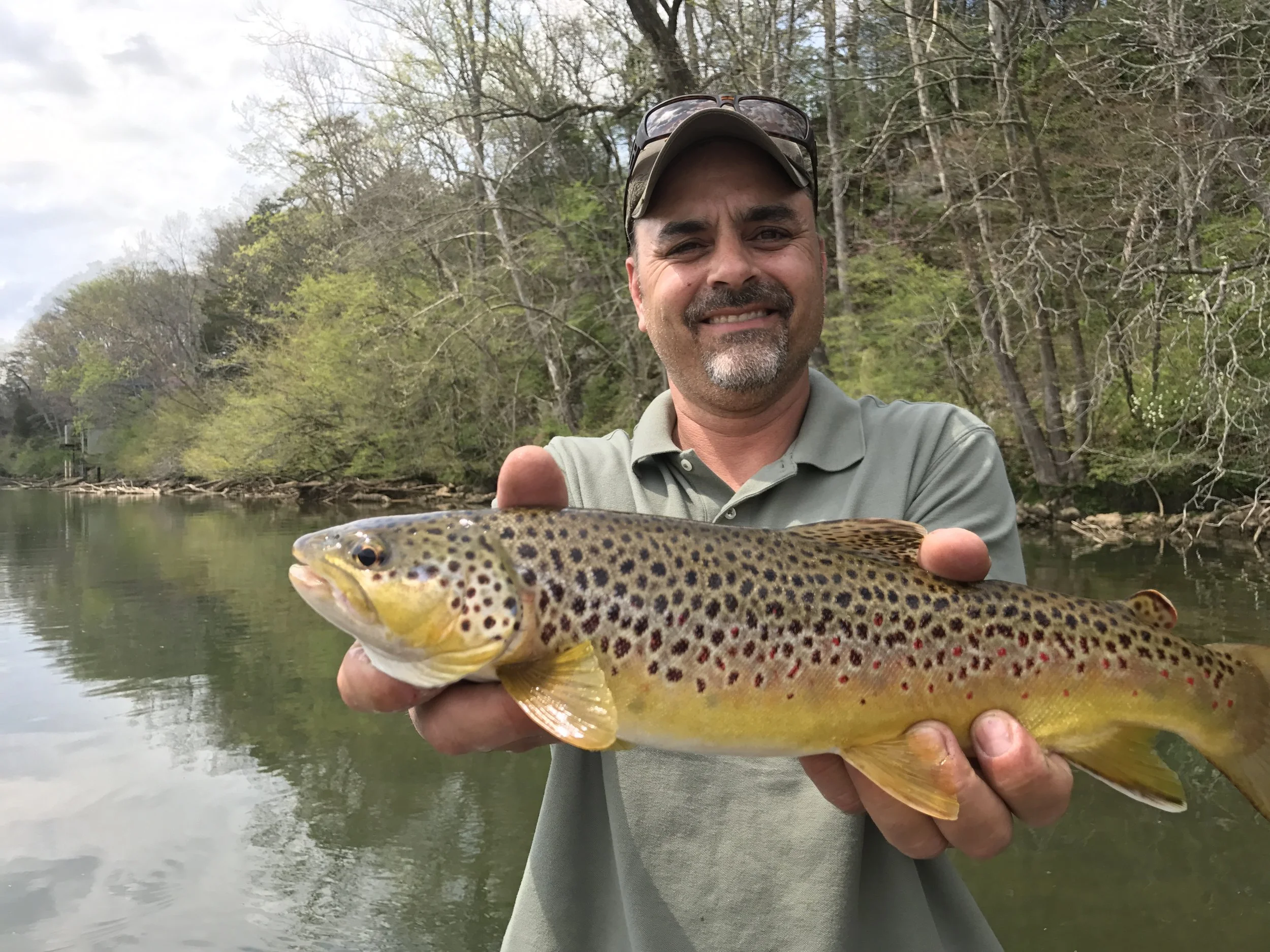 South Holston river brown trout