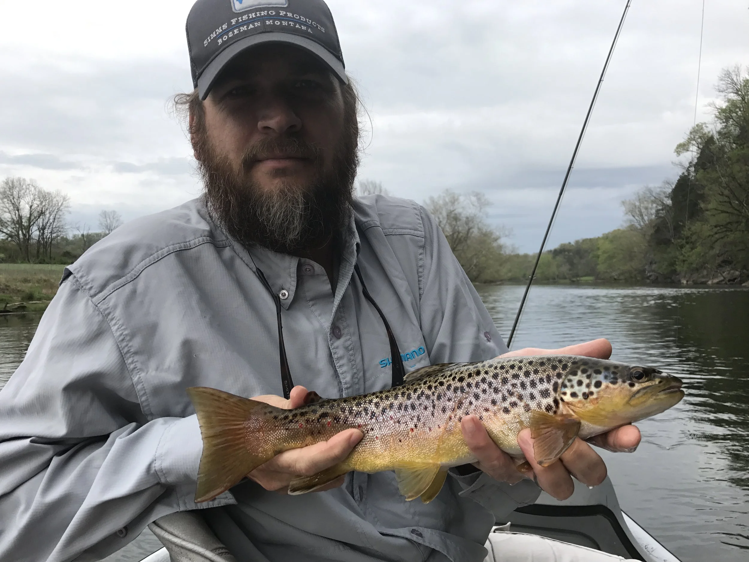 Watauga river brown trout