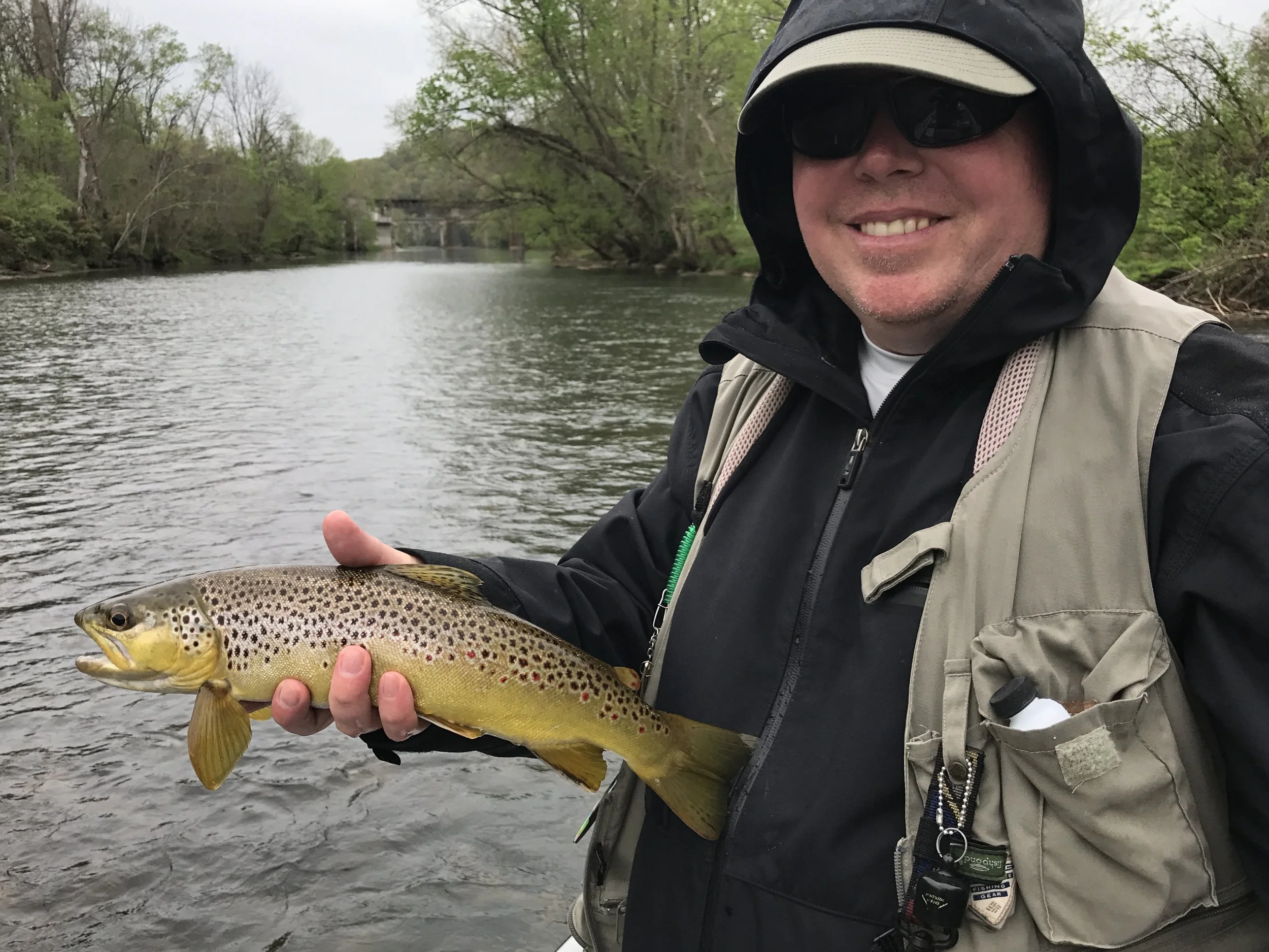 Watauga river brown trout