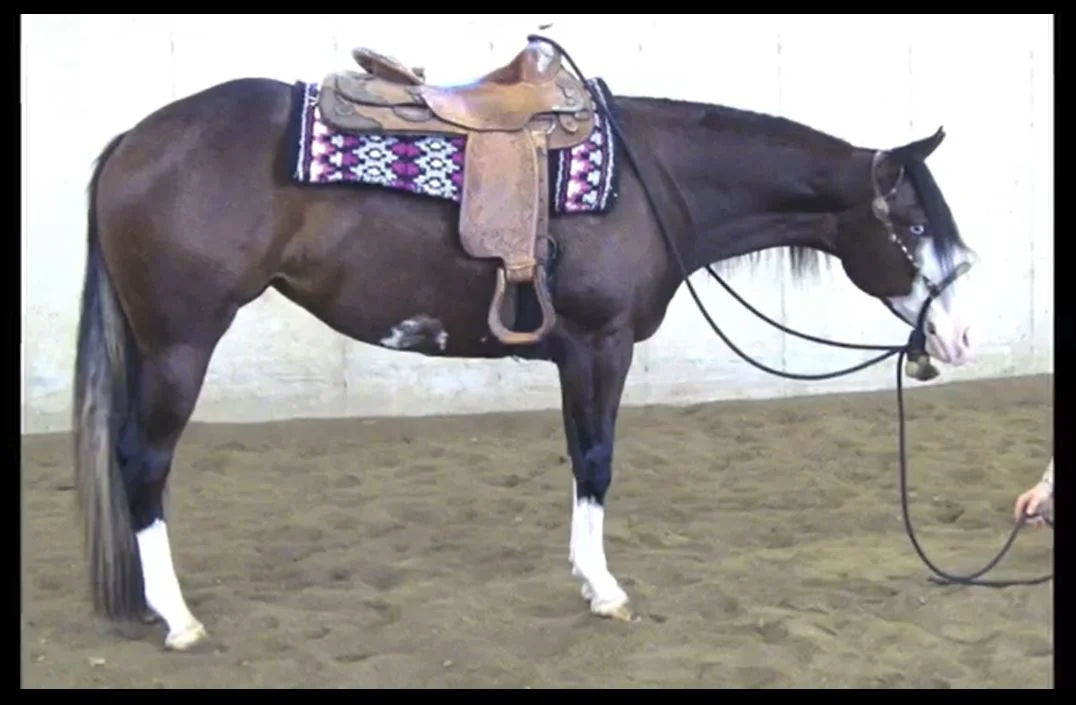 Sold Horses — Five 2 Five Performance Horses