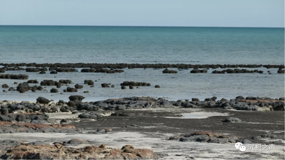 active stromatolites at Shark Bay, W-Australia 