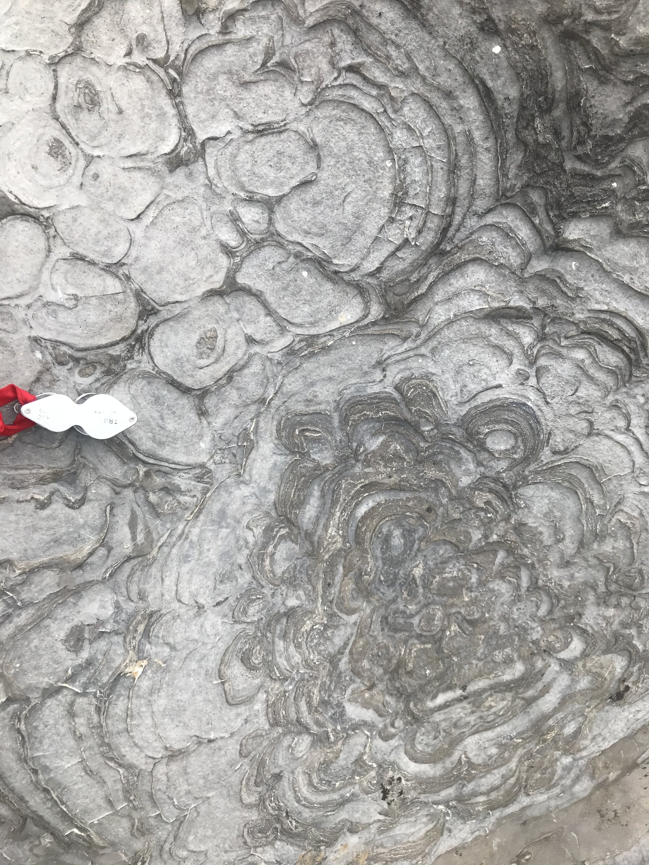 Cambrian Stromatolites, Chongqing China