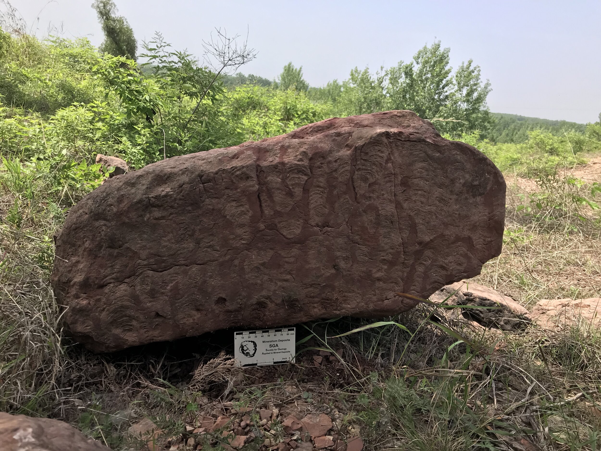 Neoproterozoic stromatolites, Anhui China