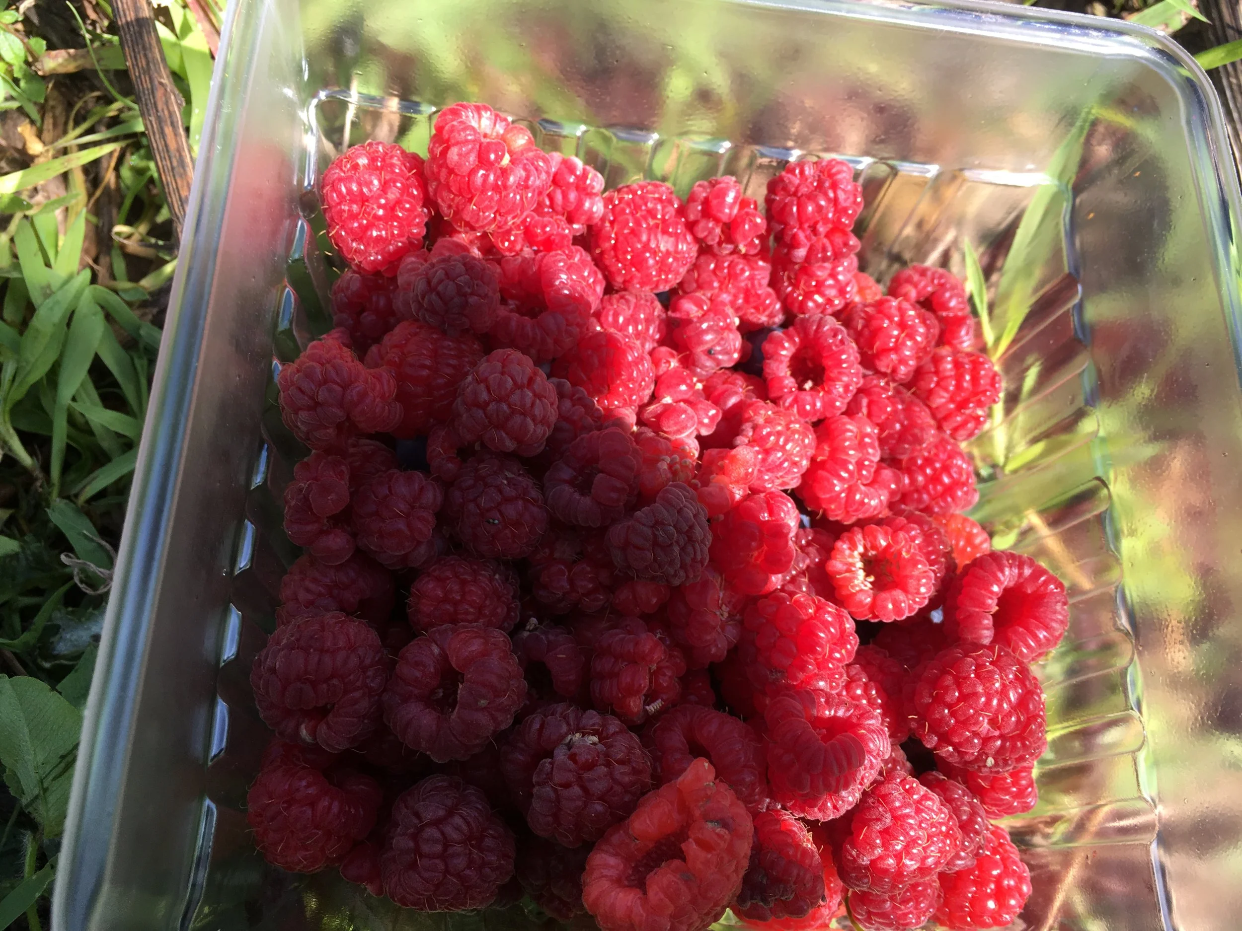Raspberries - few but yummy!