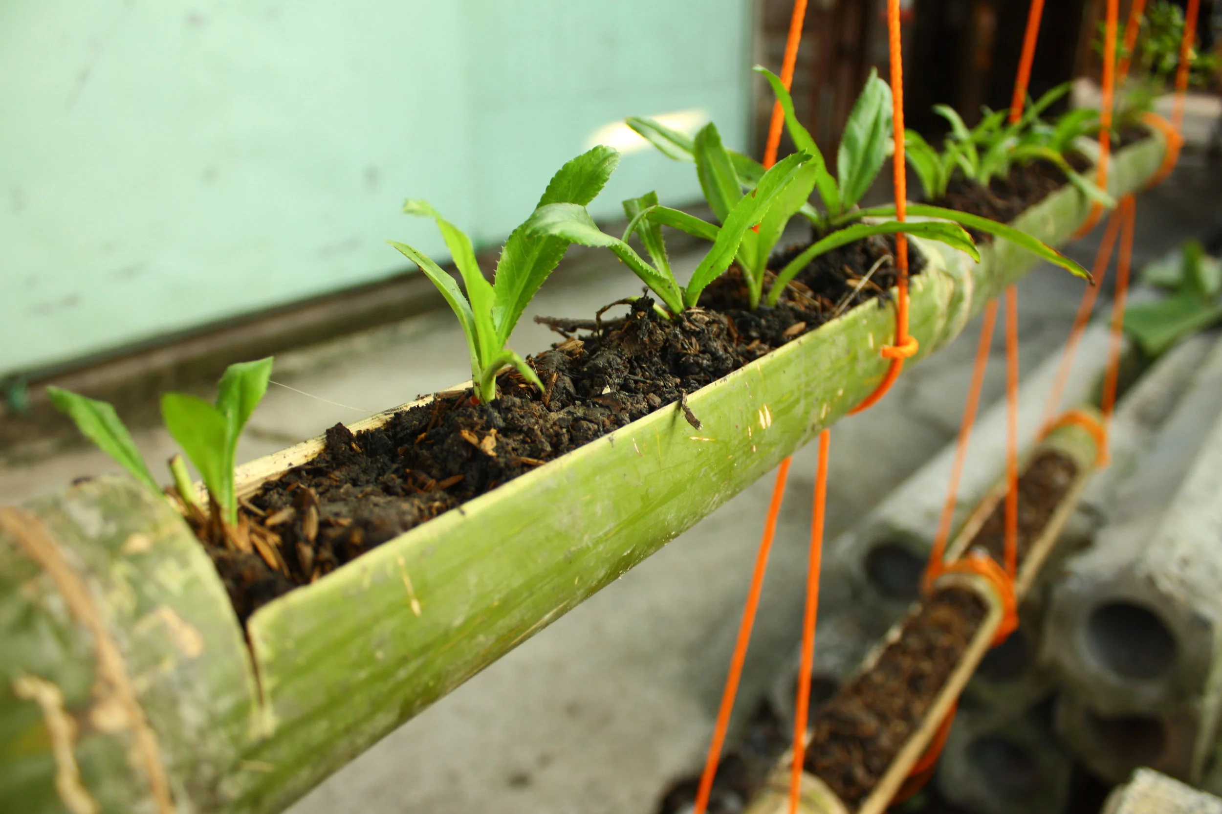 Bamboo planter in community vertical garden in Klong 3 community in Bangkok, Thailand