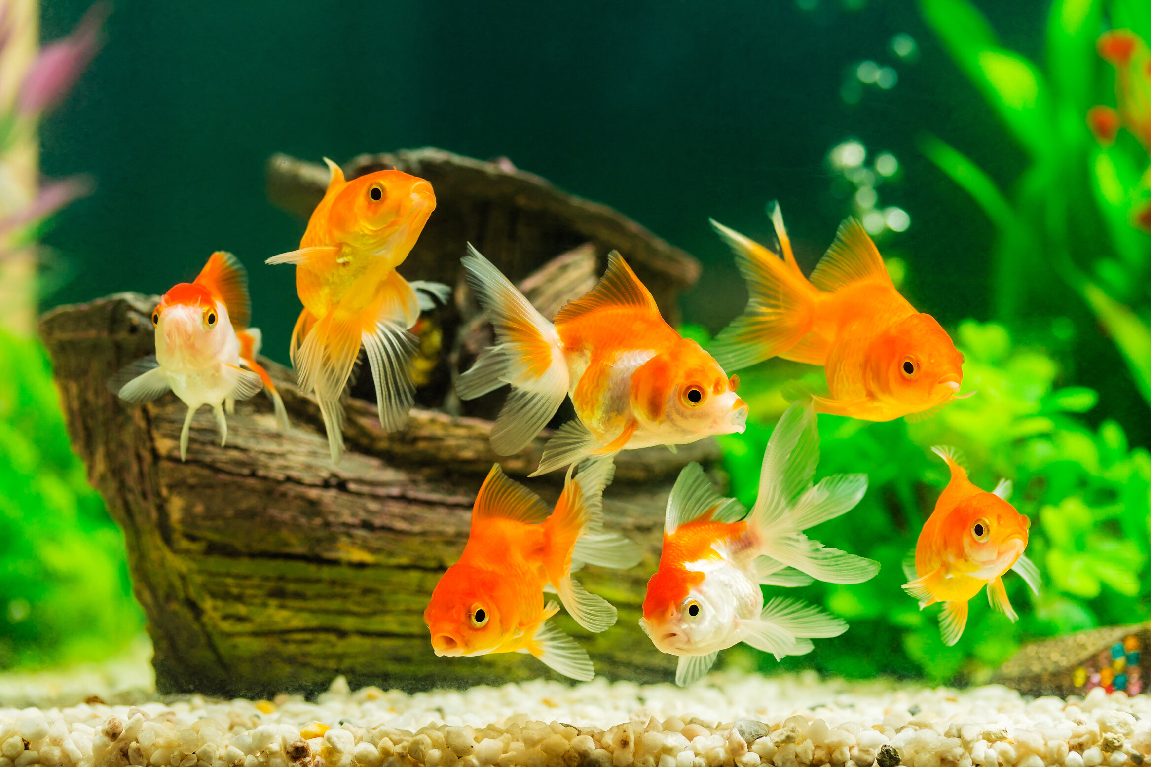 fresh goldfish.jpg