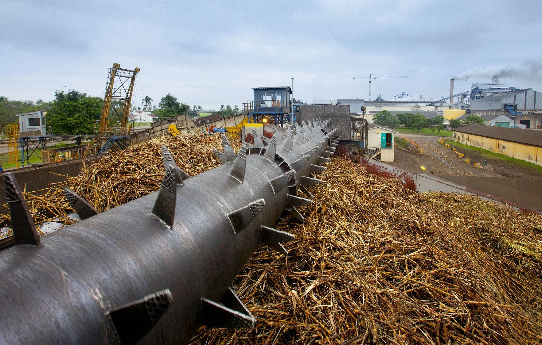 Cane preparation