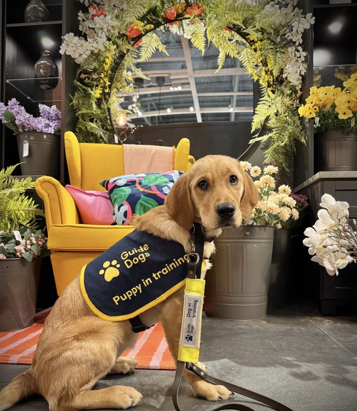 Guide Dogs Puppies In Training