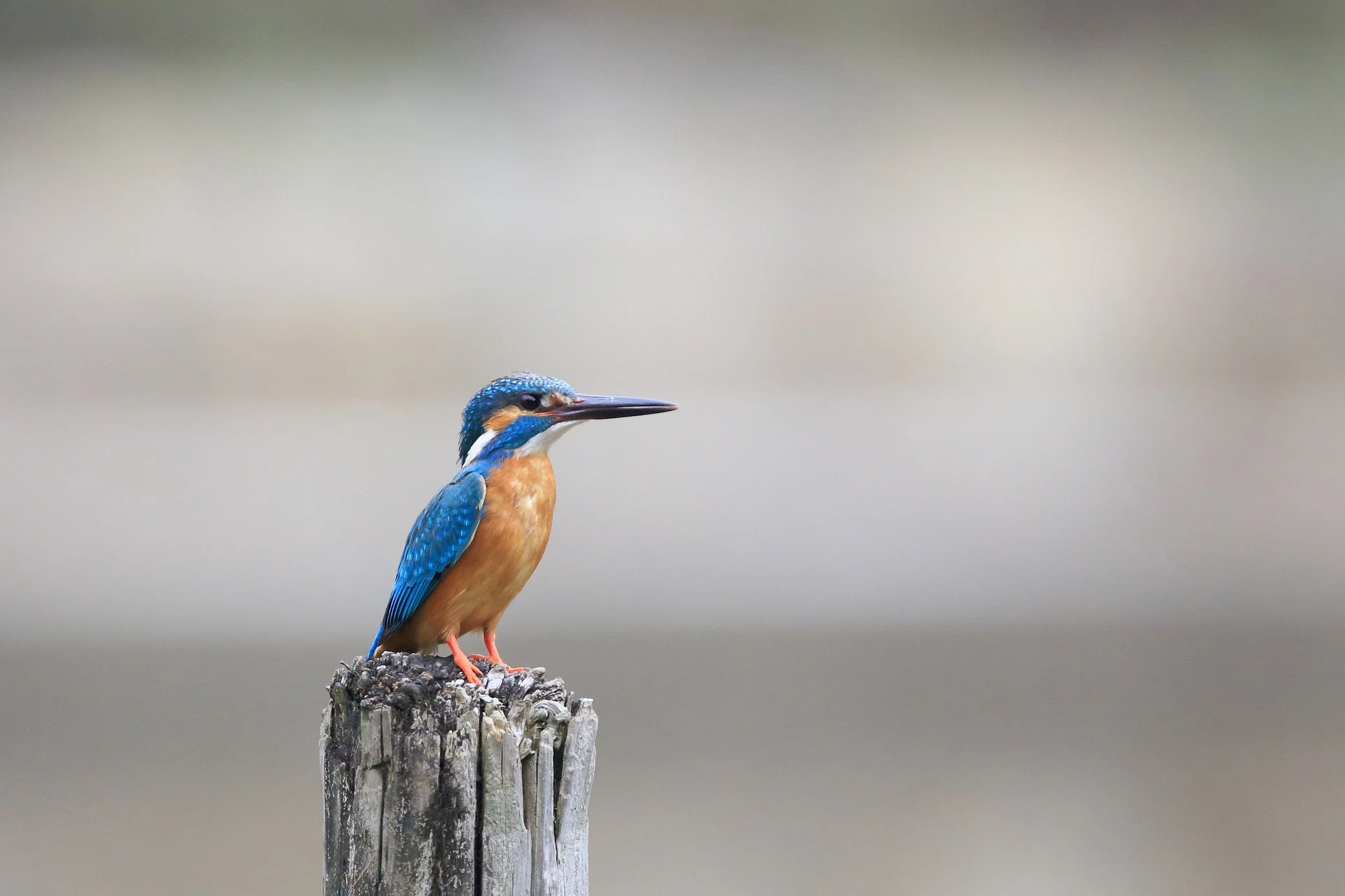 animal-1867936_1920.jpg