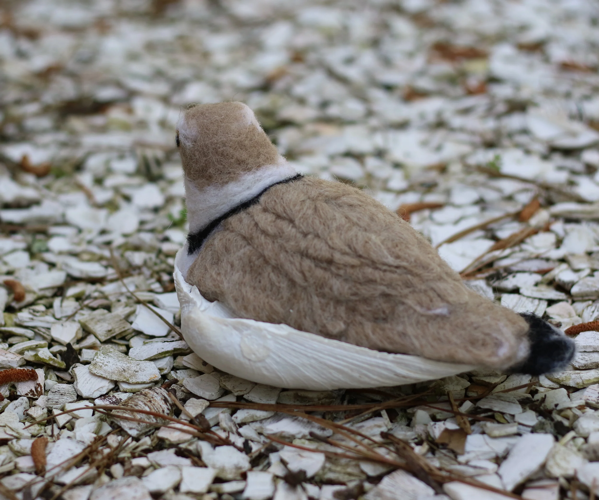 needle felted piping plover