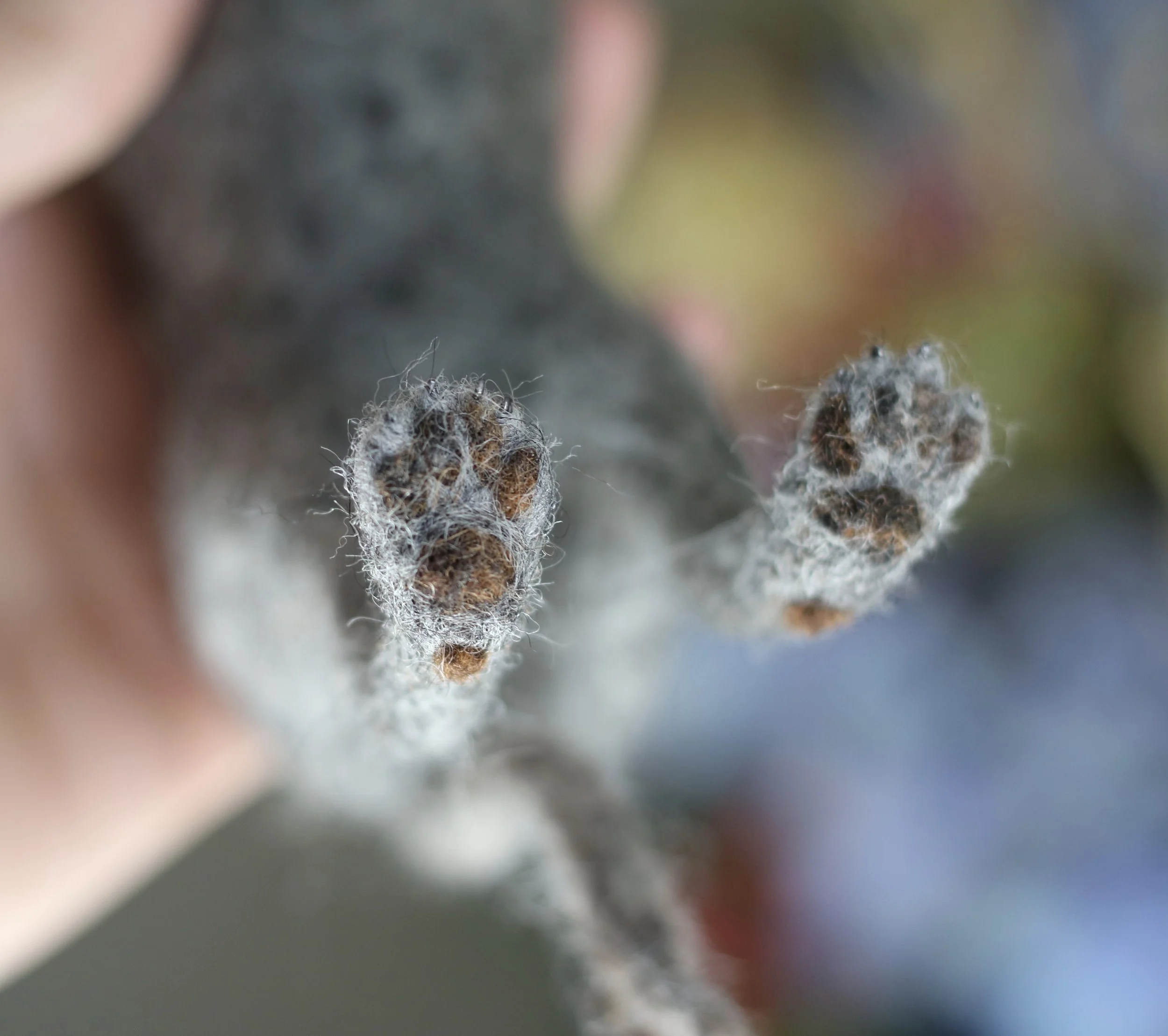 needle felted dog