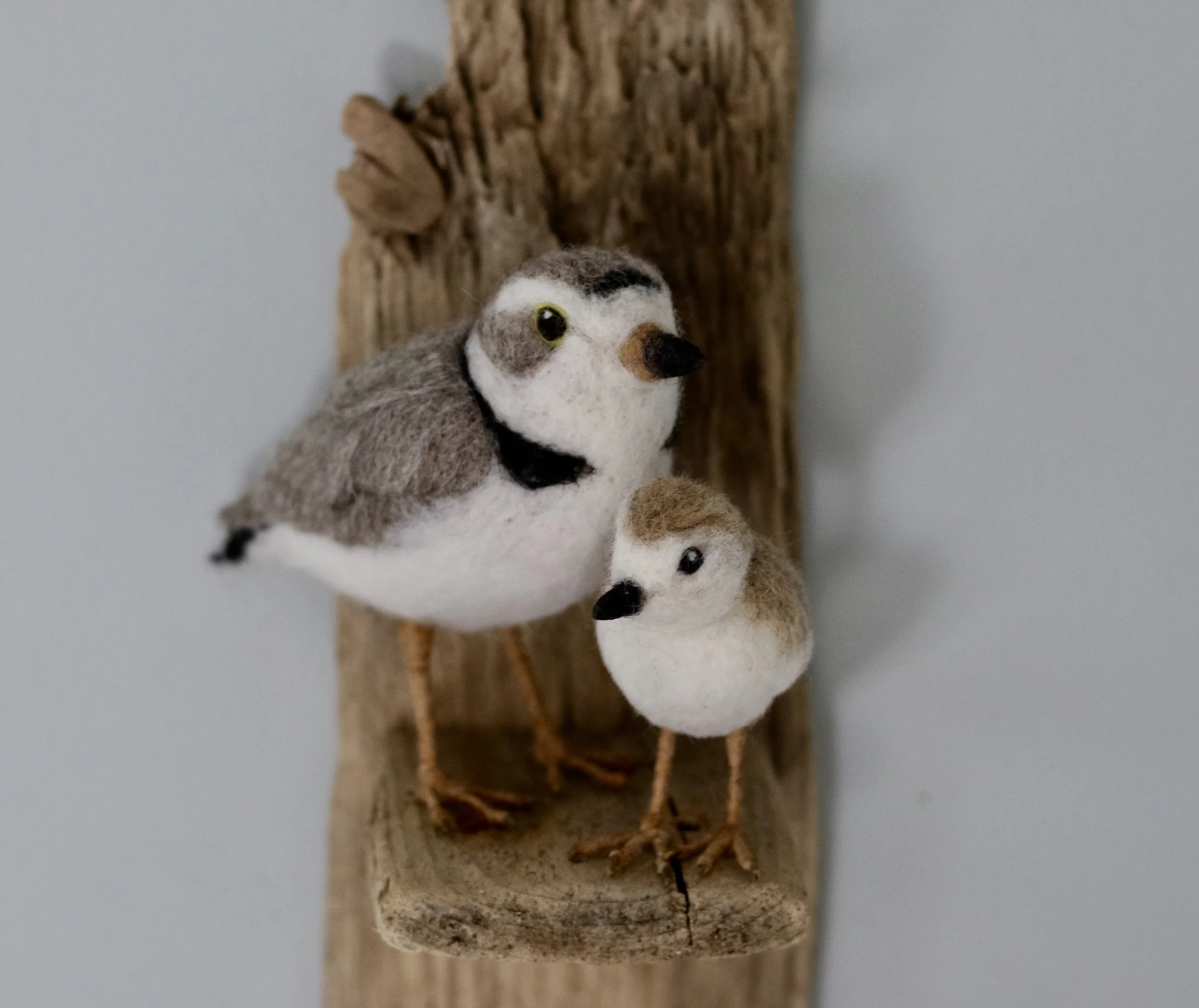 Piping Plovers With Shelf