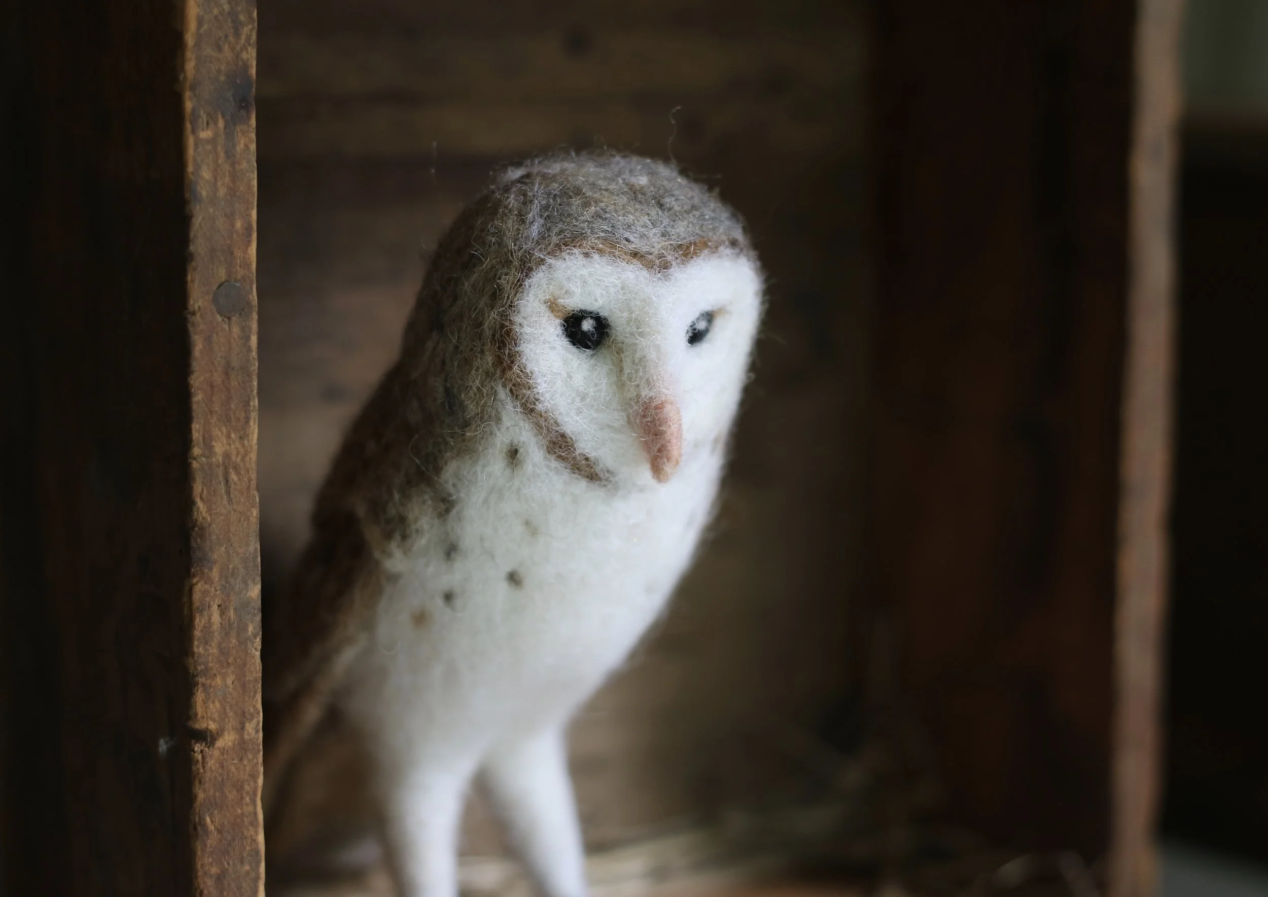 Barn Owl II