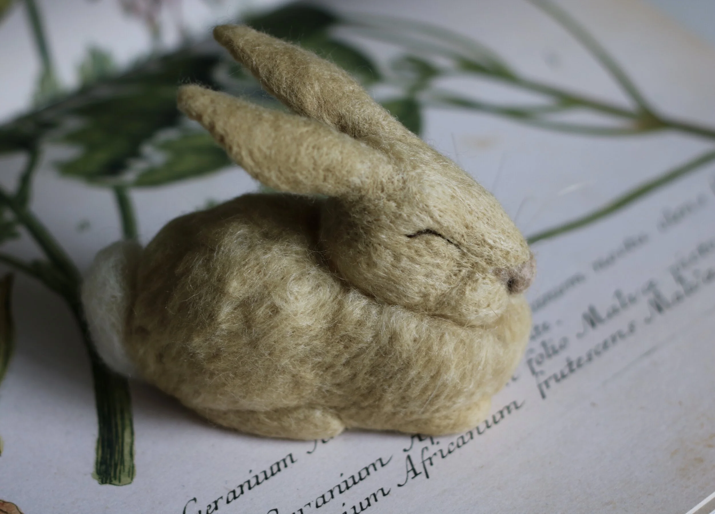 Flaxen Slumbering Rabbit