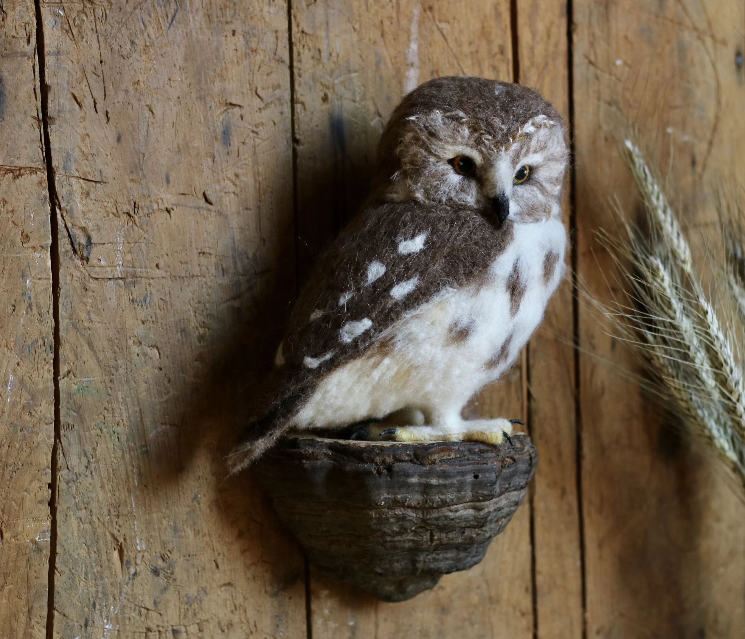 Saw-whet owl