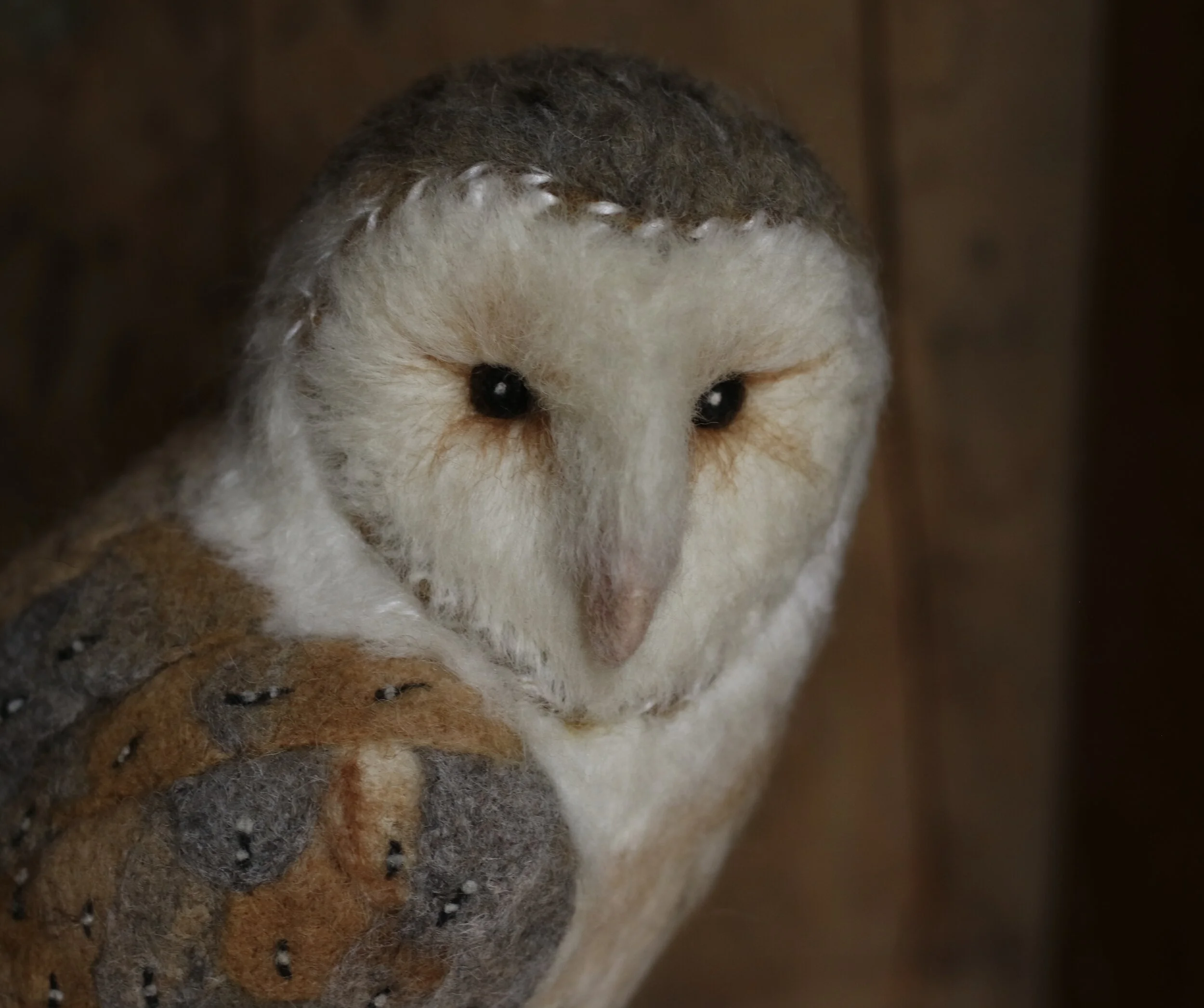 Barn Owl