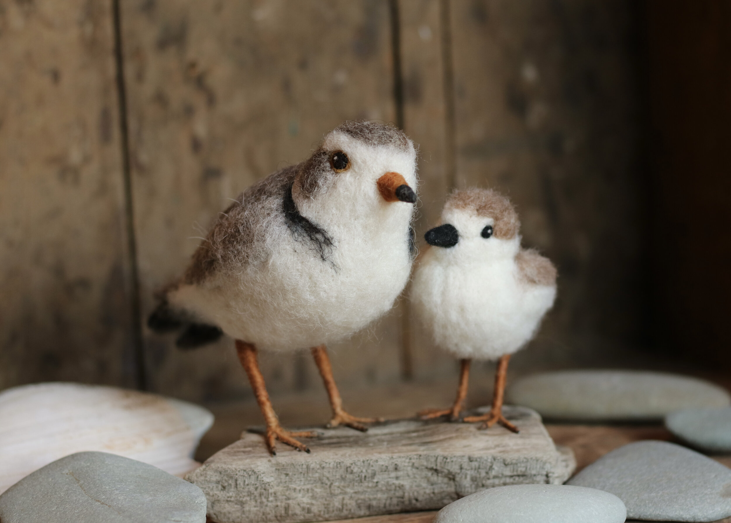 Piping Plover Pair