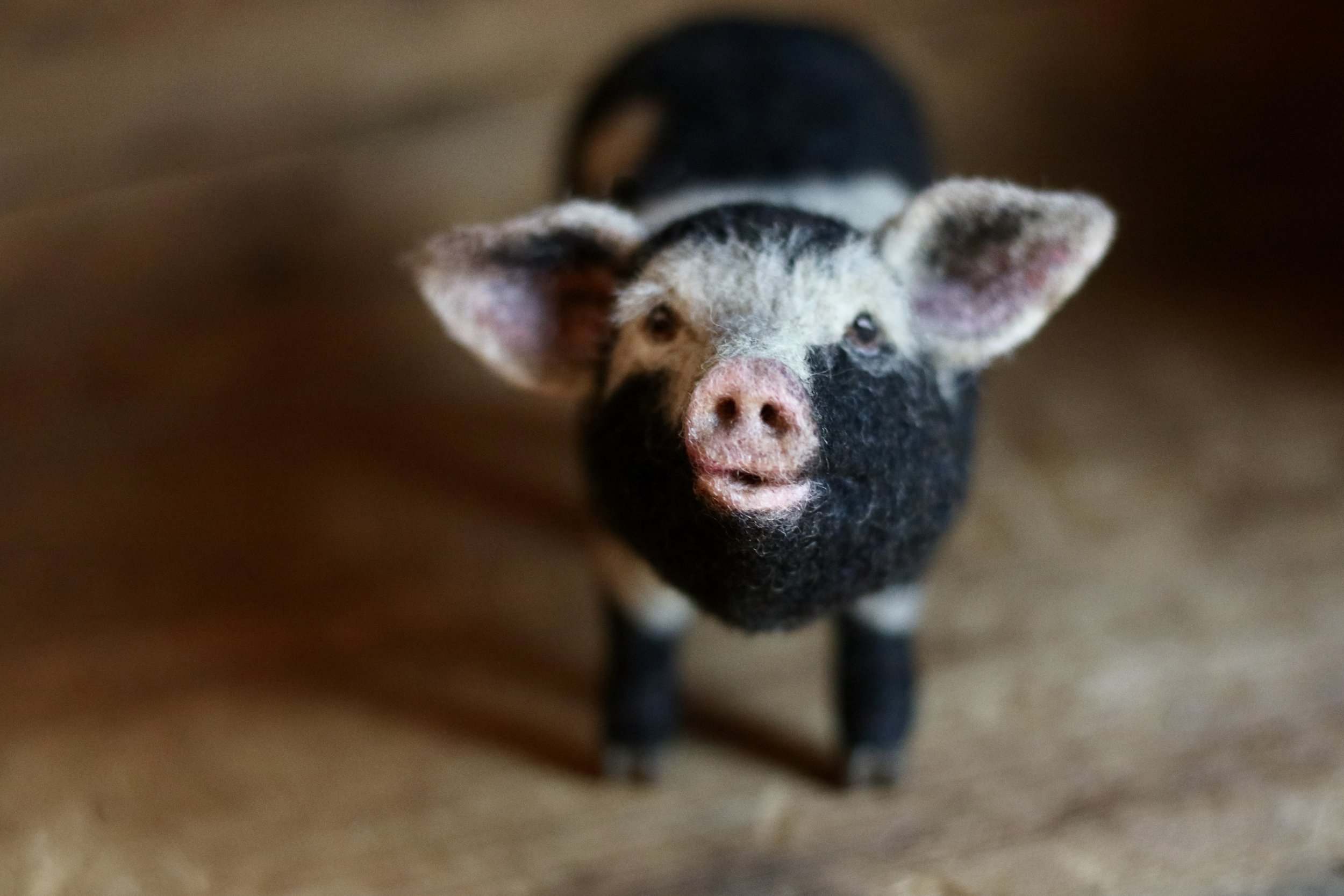 needle felted pig