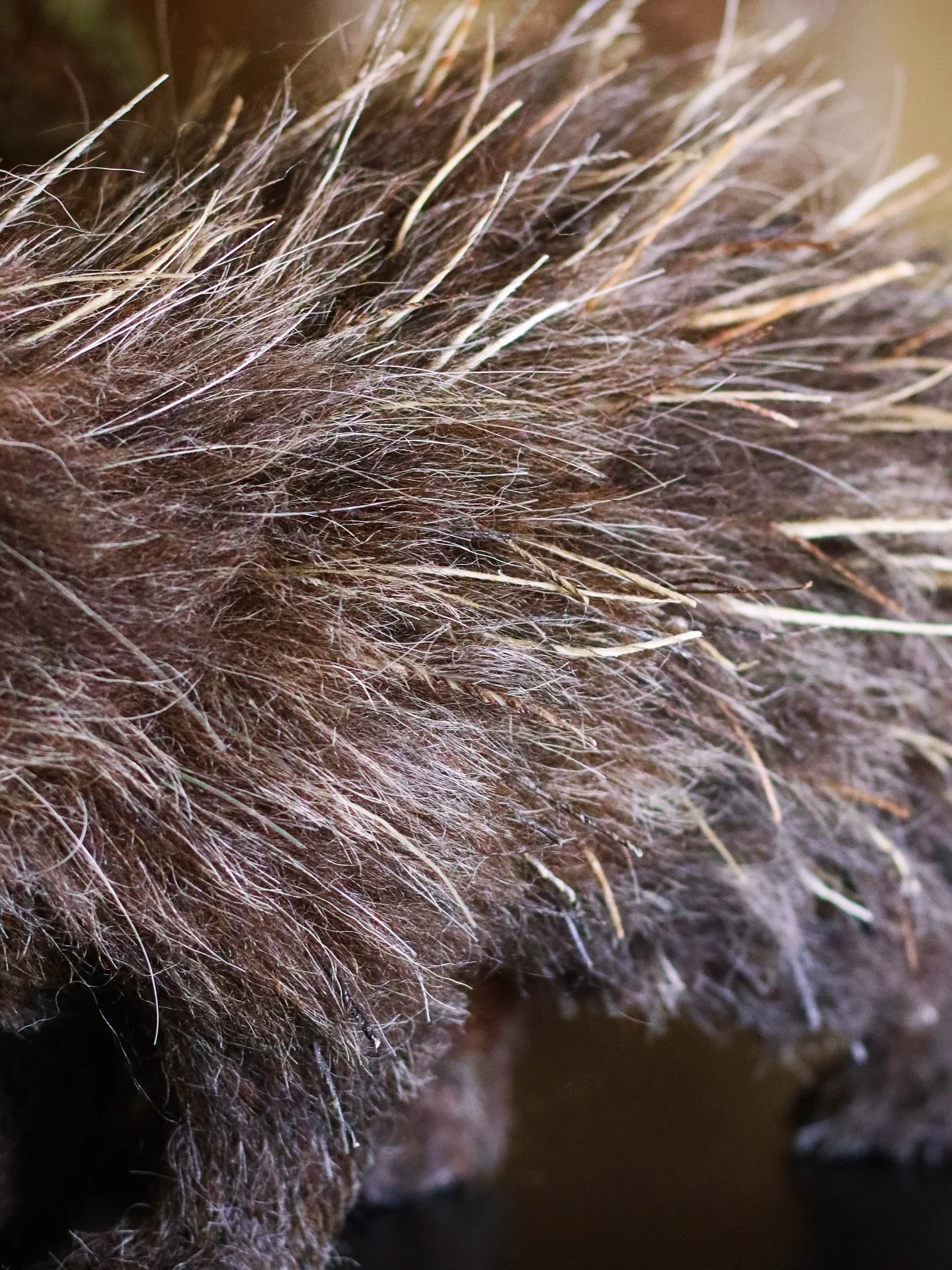 I&rsquo;ve been busy. Final reveal coming soon. 
.
#porcupine #northamericanporcupine #needlefelting #fiberart #handmade #woolsculpture #wildlifeartist #wildlifeart