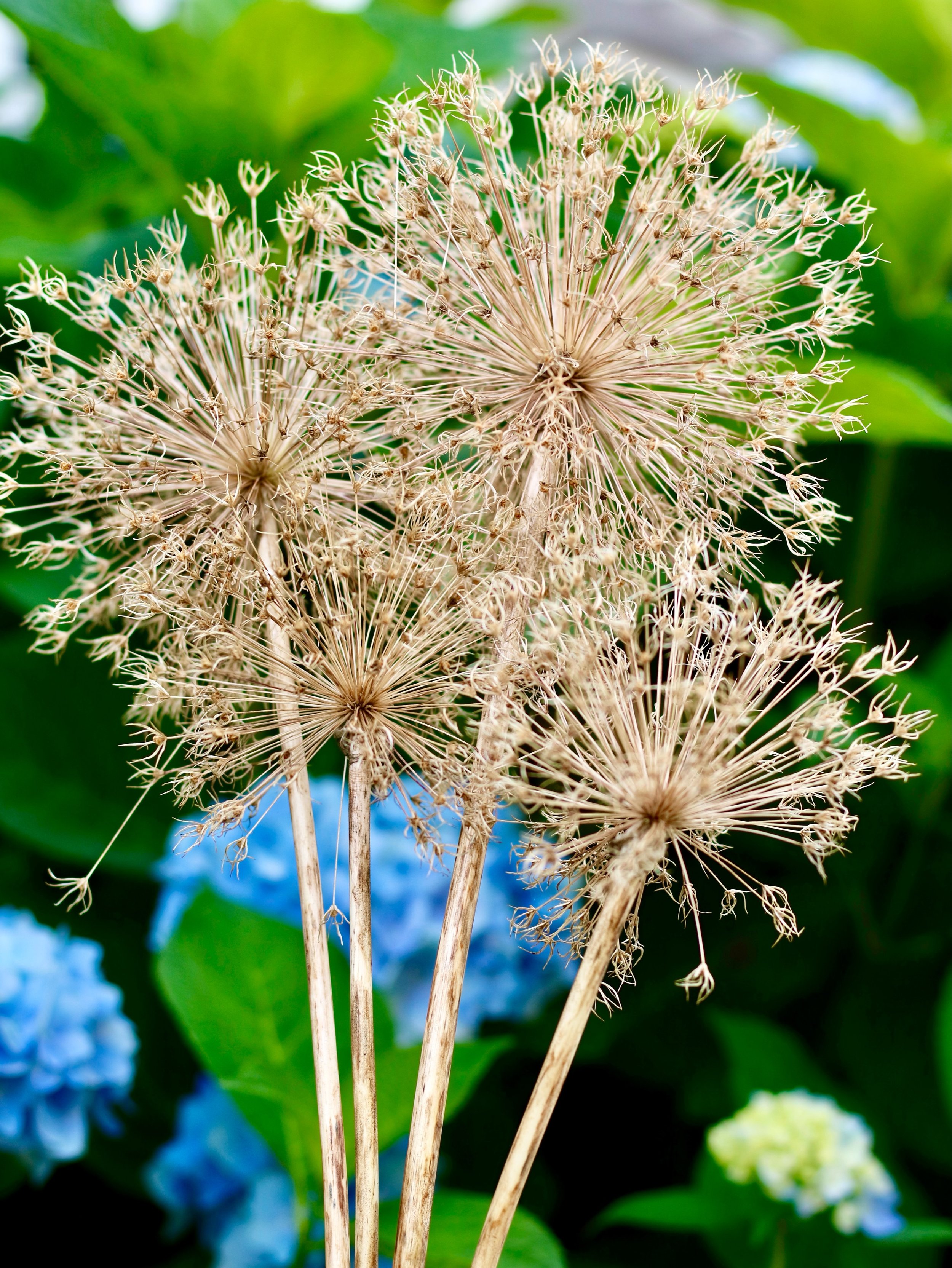 My kind of fireworks! Happy Independence Day! 🎆 🇺🇸 
.
#allium