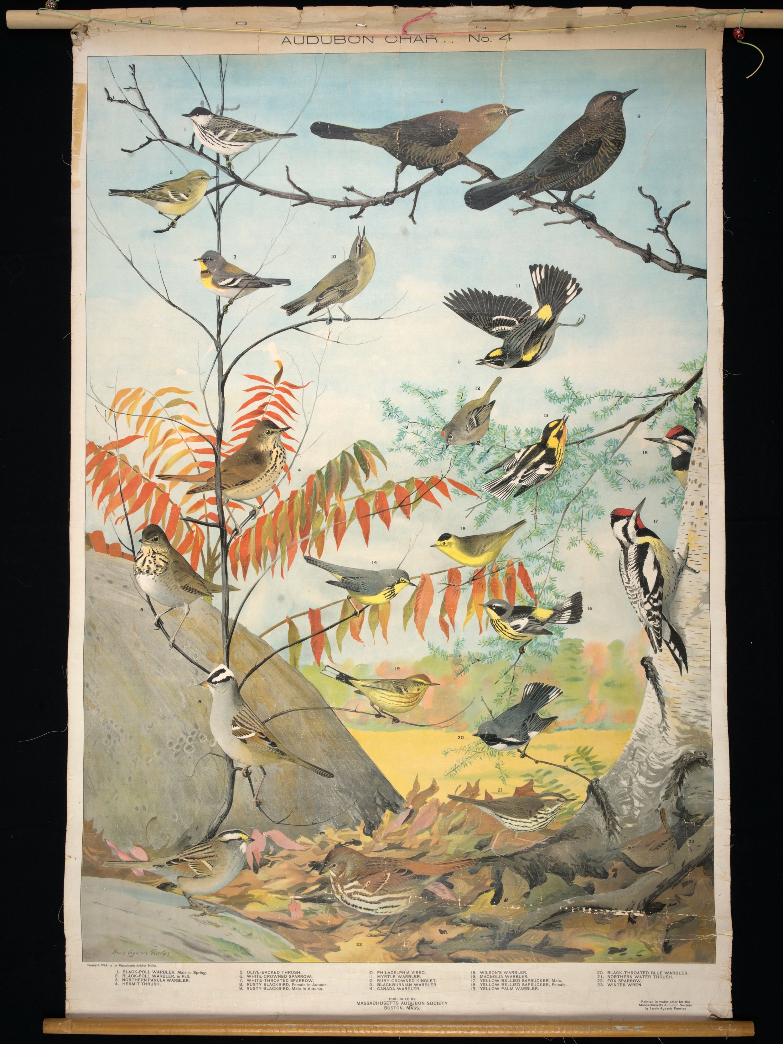 BEFORE &amp; AFTER 
A year or two ago, I purchased this educational wall chart&mdash;Audubon Bird Chart No. 4, dated 1924&mdash;from @acushnet.river.antiques in New Bedford, Massachusetts. The original watercolor was painted by American bird artist L