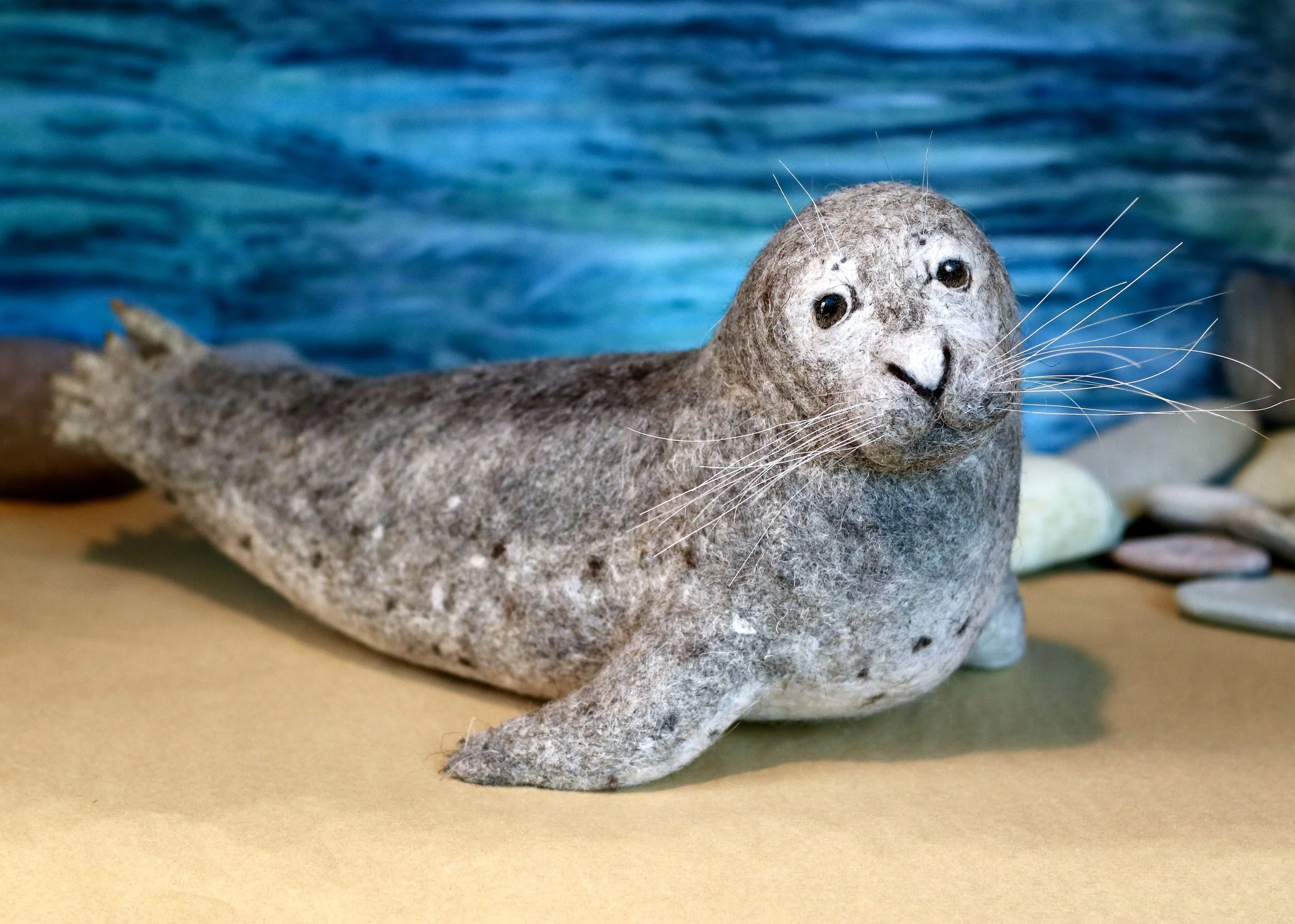 Harbor Seal