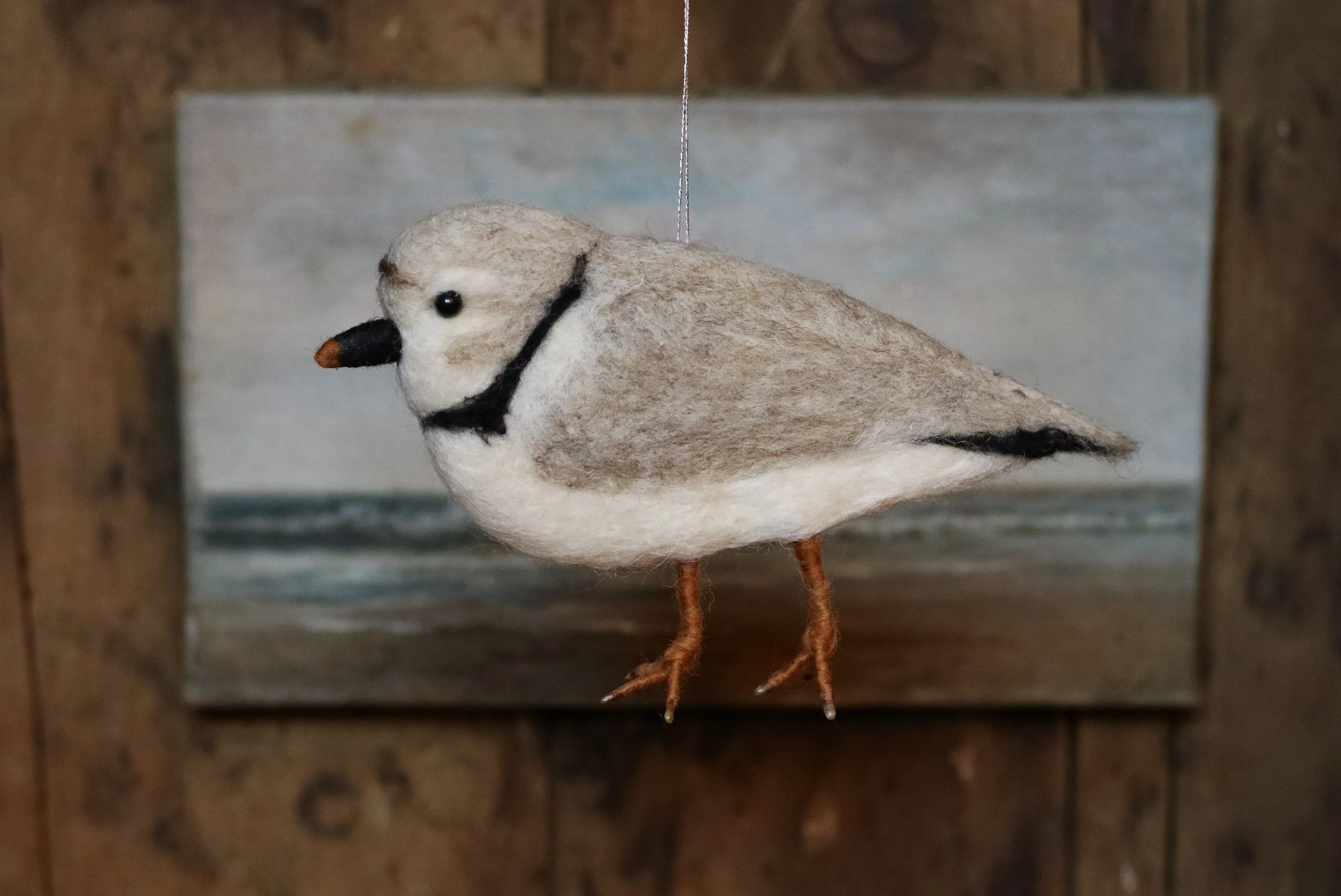 Piping Plover