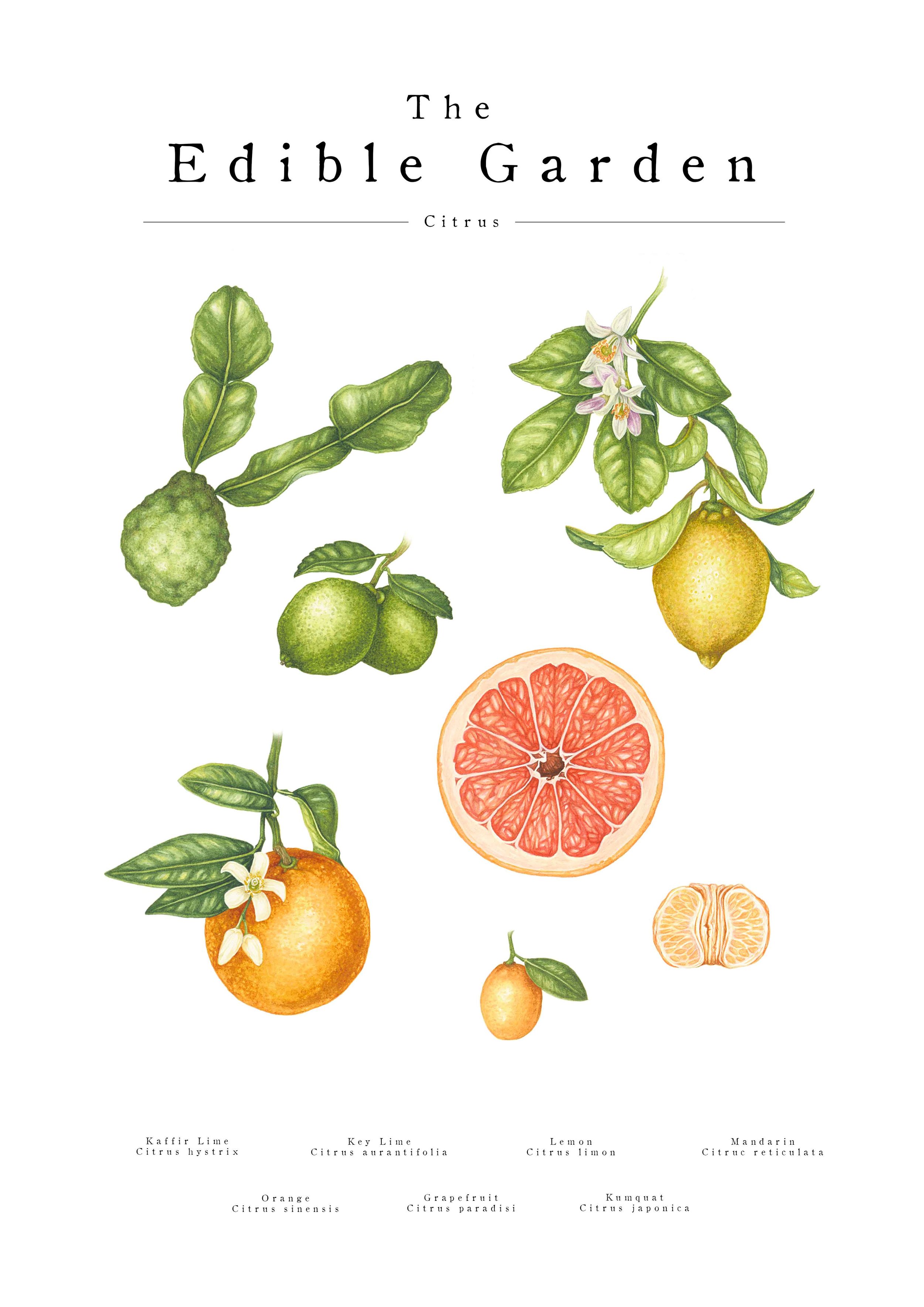 Citrus-Web.jpg