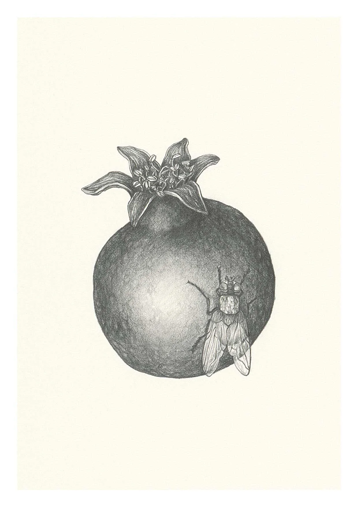 9295-Rochfort_Esther-Bolz_Two-Kind_Fly-and-Pomegranate_FF_105x148-print.jpg