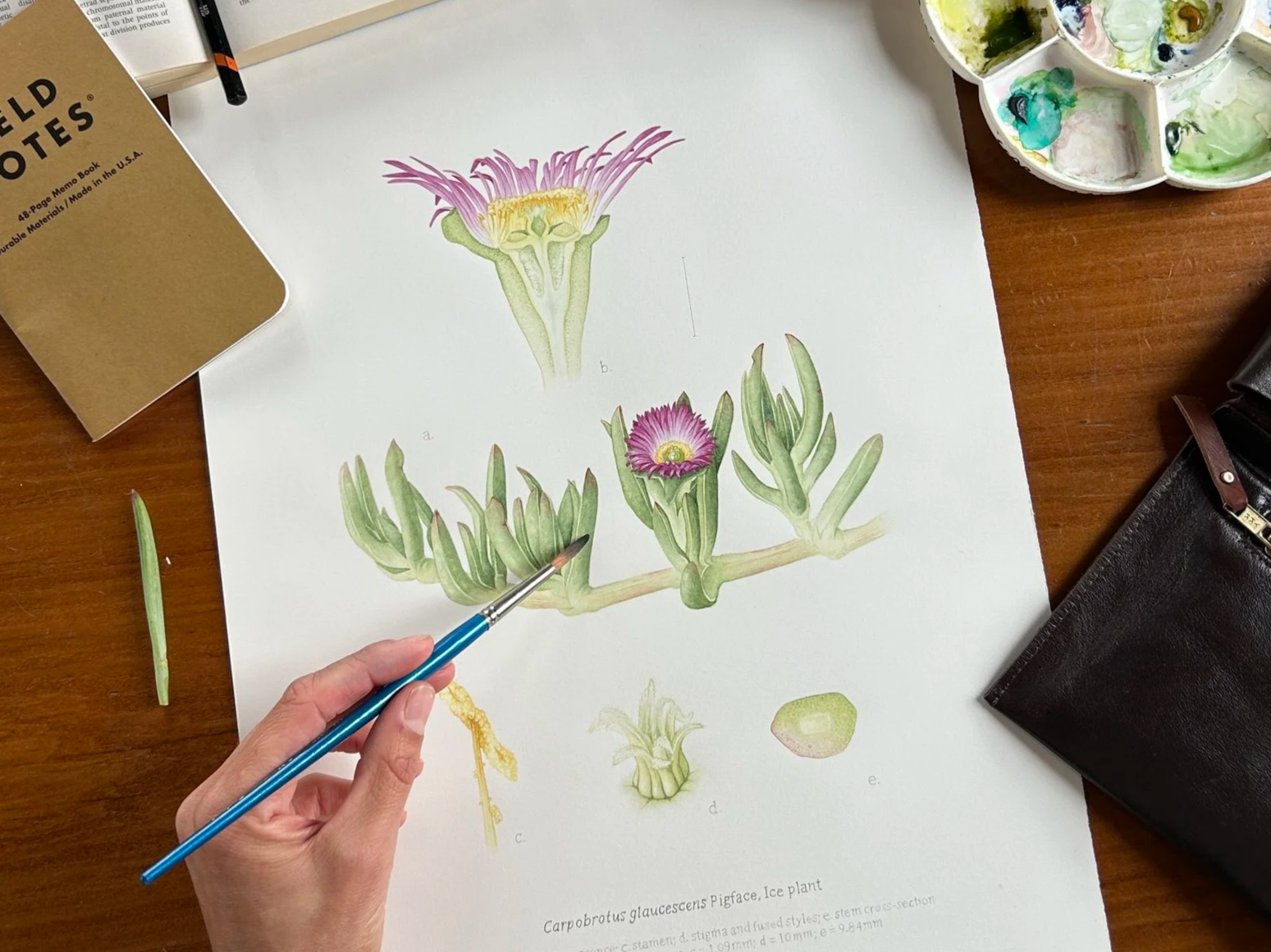 LIFE drawing + Botanical Illustration Course