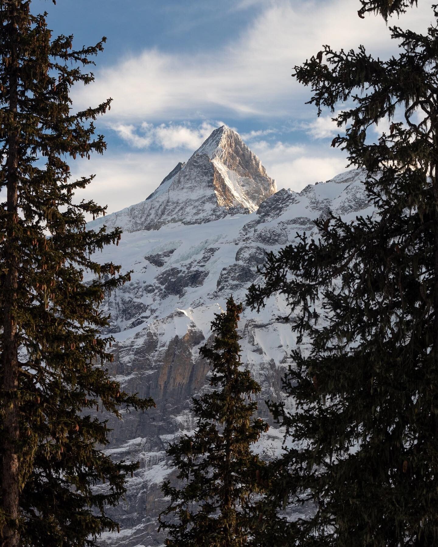 A view through the trees
⠀⠀⠀⠀⠀⠀⠀⠀⠀
Hiking the Swiss alps, you spend a lot of time in between thick conifers before breaking out above the tree line. Often quite dark and quite cold, narrow ski trails wound their back and forth up the mountain side. Y