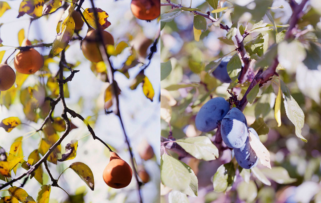 02.Pears-and-Plums-Oregon.jpg