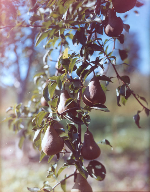 03.Pears-Oregon.jpg