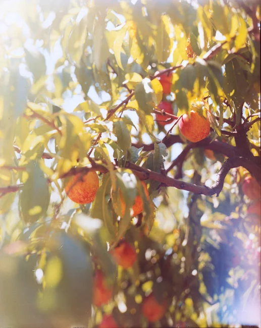 05.Bosc-Pears-Oregon.jpg