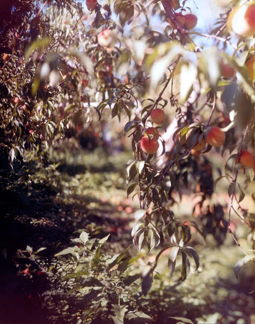 06.Peaches-New-York.jpg