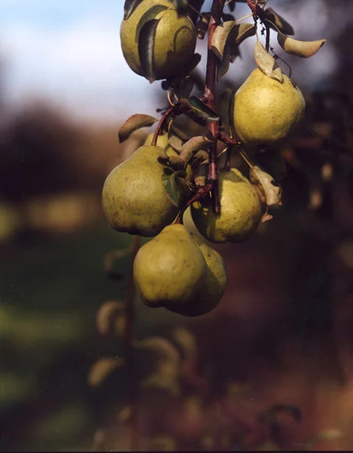 07.Pears-Oregon.jpg