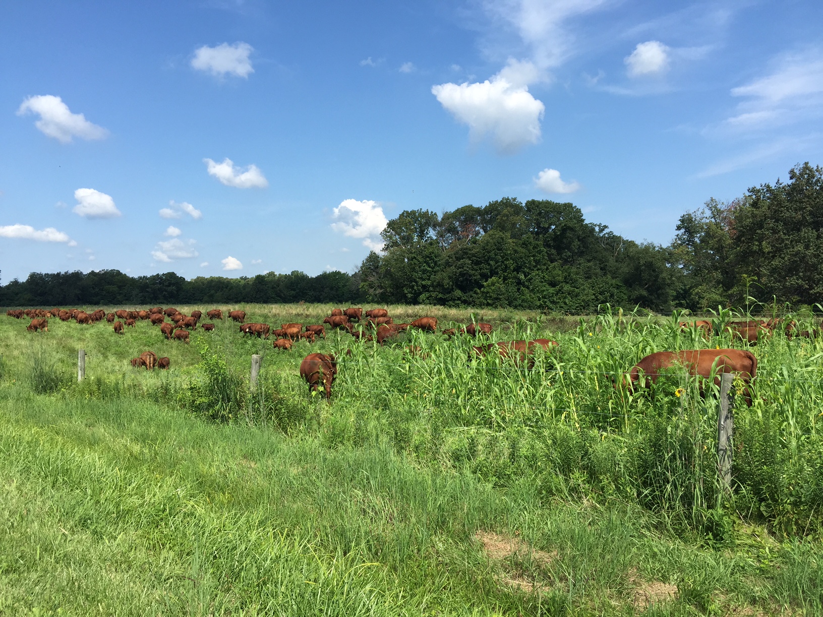 Front Page Field of Grasses and Annuals Experiement.JPG