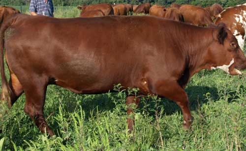 heifers2-tmb.jpg