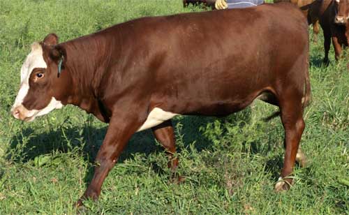 heifers5-tmb.jpg