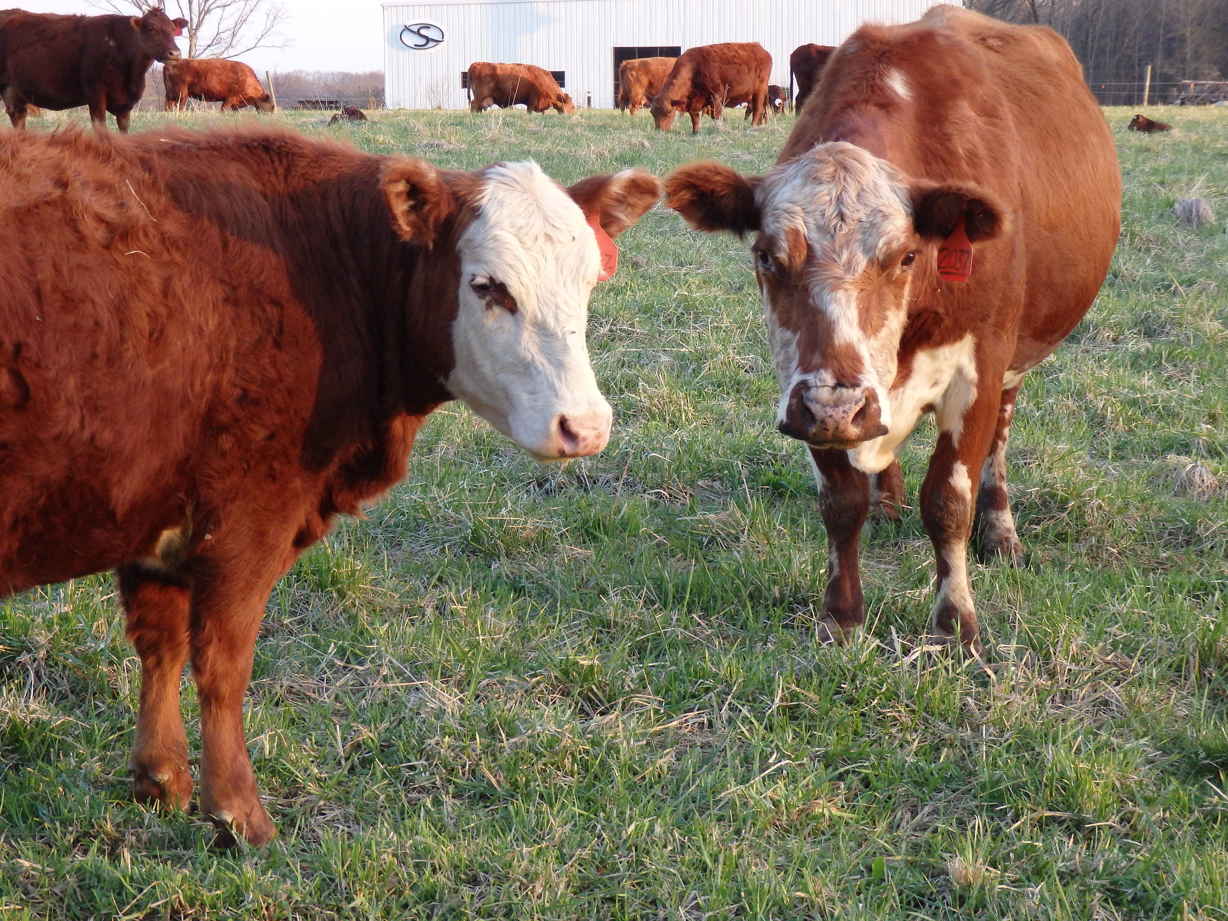 Cows in front of S.JPG