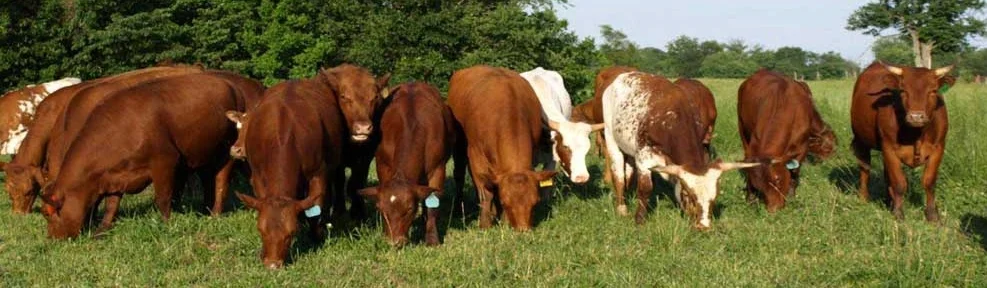 Heifers Cropped.jpg