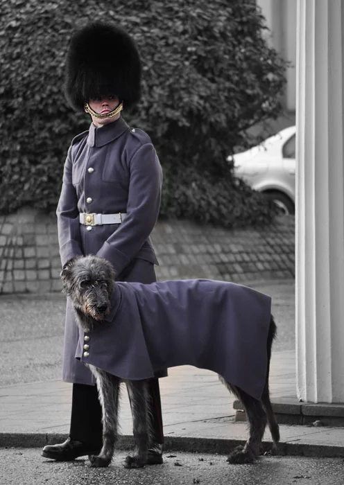 This handsome chap is named Domhnall, the mascot of The Irish Guards. Here he's waiting before escorting the new guard to Buckingham Palace. 