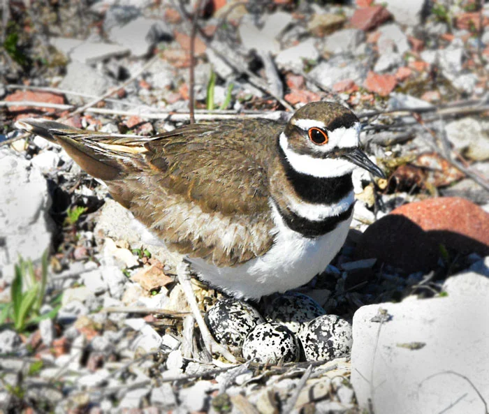 While on a photo shoot in bright sunlight we were met with this aggressive little bird who was chirping up a storm. She then started flying around us, I took a photo but as it was so bright I only realised when I got home that she was over her eggs! Little wonder she was trying to keep us away!
