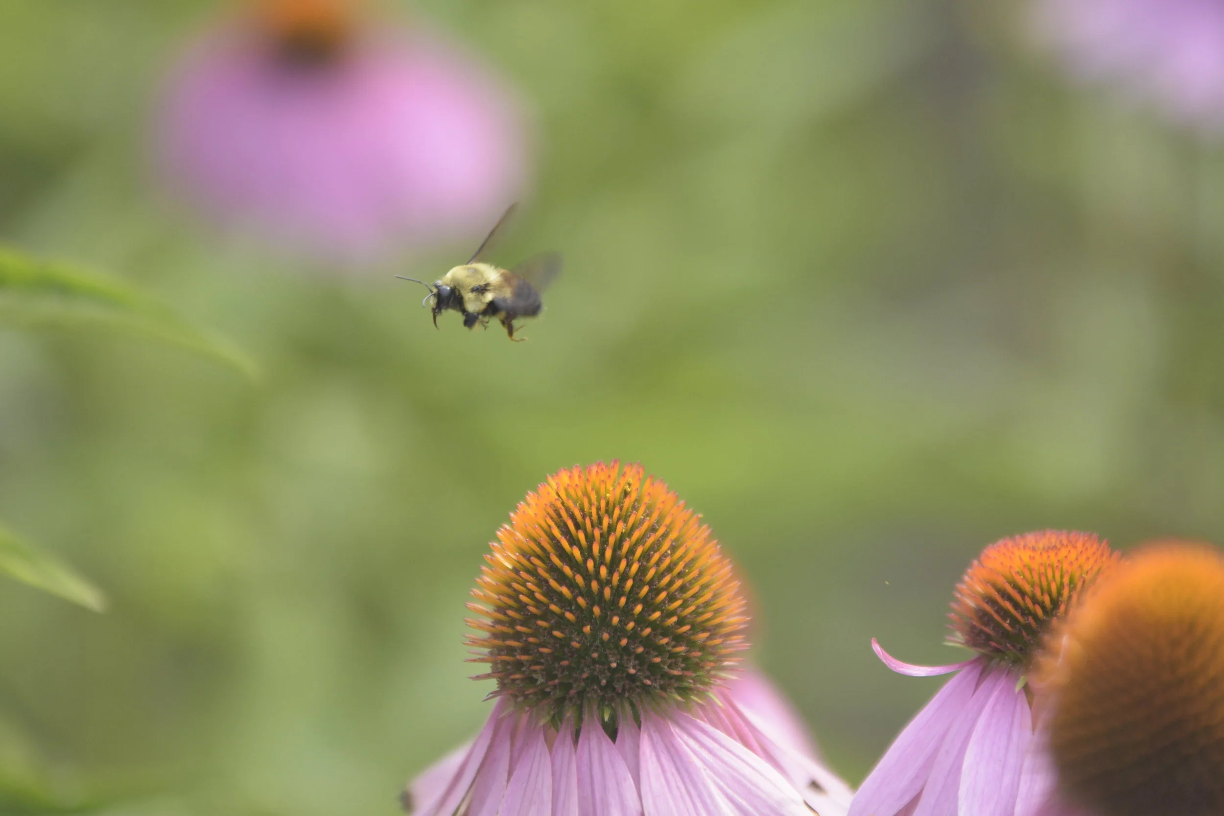  Too many options at this buffet! 