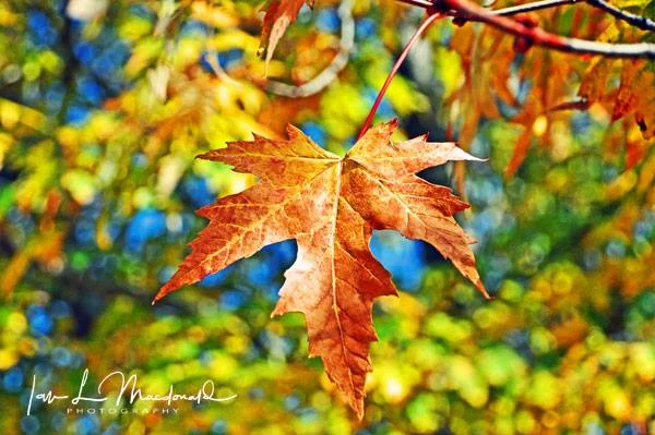 The Maple Leaf Our Emblem Dear, The Maple Leaf Forever. God save our Queen and heaven bless, The Maple Leaf Forever.