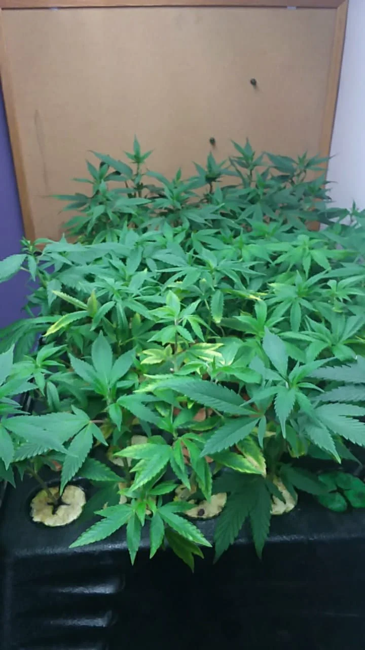 Clones: $20 each
