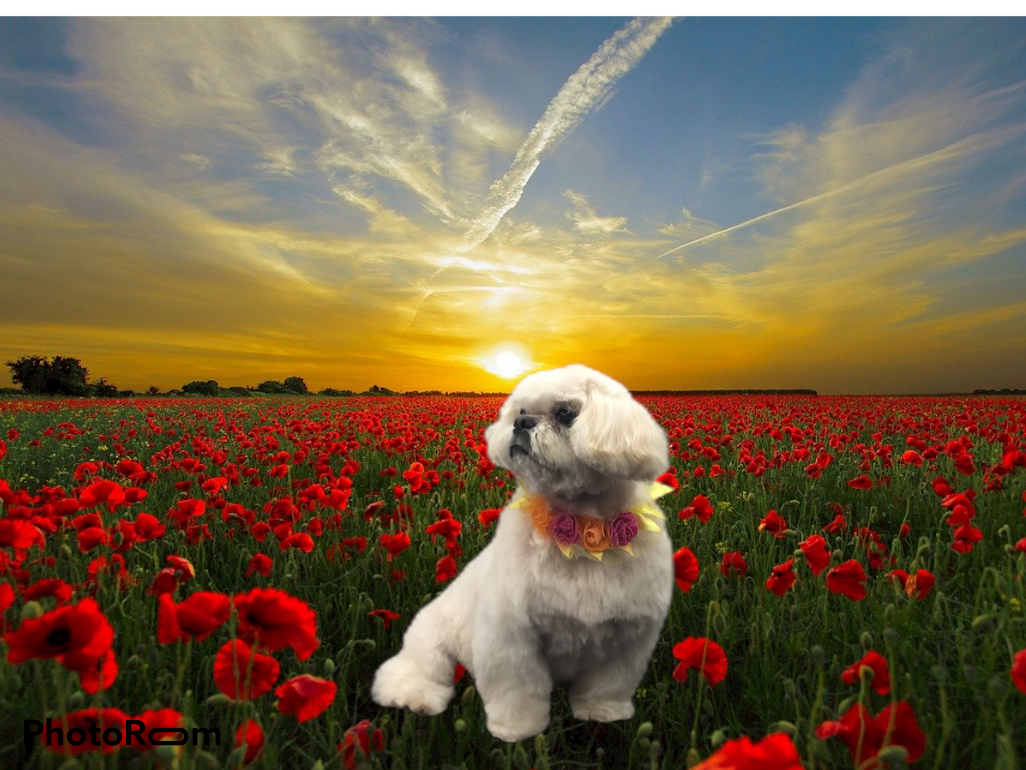BG 2019-11-21 22:40:36-0600-1574397636.949638.PNG