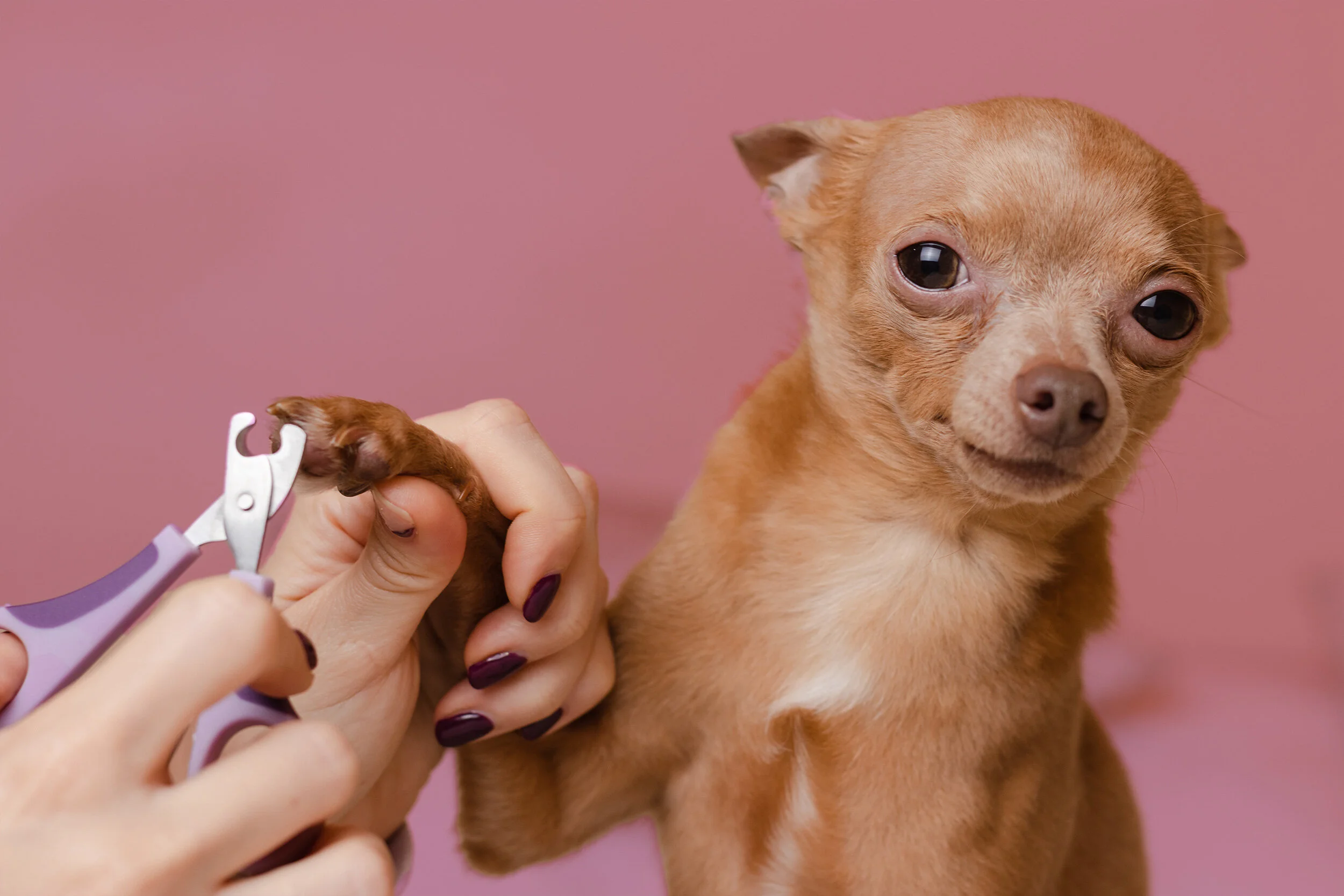 nail_triming_chihuahua.jpg